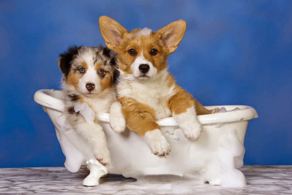 Arte petshop: dois filhotes de cachorro dentro de uma banheira branca com espuma, sobre fundo azul